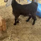 تيس عارضي تم البيع