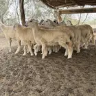 طليان حرية مناسبات