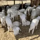 ضان عدد 90 تحتها حول 45