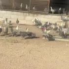 دجاج فيومي بياض
