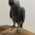 للبيع. فروخ كاسكو.