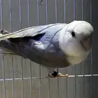 طيور روز للبيع مع القفص وأكلهم