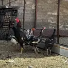 دجاج باكستاني للبيع