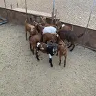تيوس للبيع