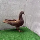 حمام دجي