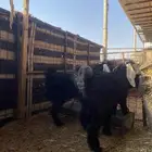 تيوس جذعان للبيع
