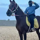 حصان شعبي شيخ