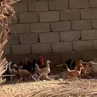 دجاج بلدي حضان