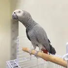 ببغاء كاسكو