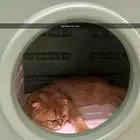 استضافة قطط