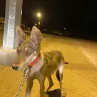 ذيب حي البيع متربي