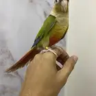 ببغاء كنيور مفقود