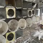 حمام للبيع