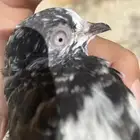 نعرض لكم طبه رام بوري فاخر من الآخر