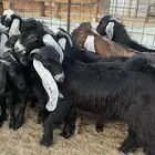 تيوس وجفار سمان ونظيفه