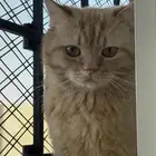 قط برتقالي ضايع الذيبيه القصيم