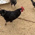 ديكين بلديه كفو
