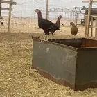 دجاج بلدي