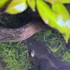 حلزون للبيع