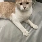 مكة