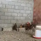دجاج كفو احجام