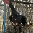 ديك سندي بيور