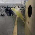 زوج كويكر الراهب