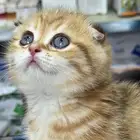 سكوتش تريبل فولد ذكر ماربل by