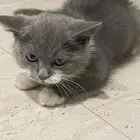للتبني قط شيرازي لونين صغير