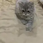 للبيع قطة كيتن العمر شهرين