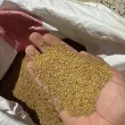بذور برسيم صبخاوي