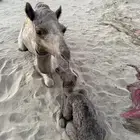 بنت السيف خلفه علي ولد شاهين للبيع والد لها 3 ايام ثاني بطن