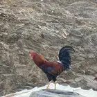 ديك مهجن الأب باكستاني و الأم بلدي