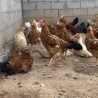 ديوك تركي