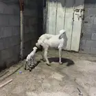 غنم للبيع