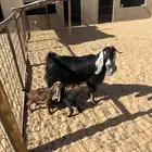 عنز عاضيه تحتها 2