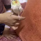 بغبغاء كوكتيل هندي. اليف