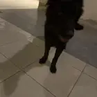 كلب للتبني