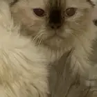 قط هملايا