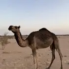 بكره سنها لقيه ضروب