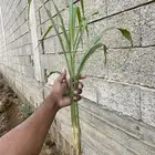 شتلات بونيكام امريكي