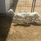 رفيد
