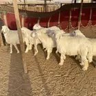 البيع طليان جذعان العدد 7 واحد فيه خراج تحت أذنه