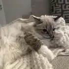 قطط هملايا