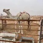 خلفه هديه