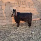 تيس فحل شرط