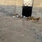 فرو دجاج براهما دم صافي