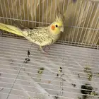 أنثى كروان فراشه منتجه