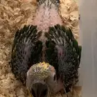 فرخ صن كنيور