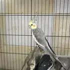 ذكر كروان منتج